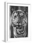 Close-up photo of bengal tiger (Panthera tigris tigris), India-Panoramic Images-Framed Photographic Print