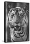 Close-up photo of bengal tiger (Panthera tigris tigris), India-Panoramic Images-Framed Stretched Canvas