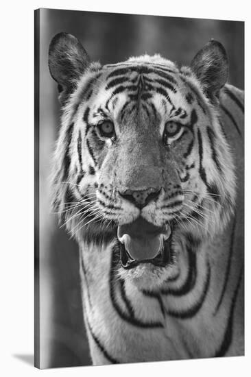 Close-up photo of bengal tiger (Panthera tigris tigris), India-Panoramic Images-Stretched Canvas