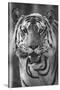 Close-up photo of bengal tiger (Panthera tigris tigris), India-Panoramic Images-Stretched Canvas