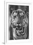 Close-up photo of bengal tiger (Panthera tigris tigris), India-Panoramic Images-Framed Premium Photographic Print