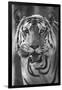 Close-up photo of bengal tiger (Panthera tigris tigris), India-Panoramic Images-Framed Photographic Print