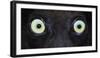 Close-up photo of black lemur (Eulemur macaco) eyes, Palmarium, Madagascar-Panoramic Images-Framed Photographic Print