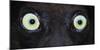 Close-up photo of black lemur (Eulemur macaco) eyes, Palmarium, Madagascar-Panoramic Images-Mounted Photographic Print