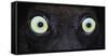 Close-up photo of black lemur (Eulemur macaco) eyes, Palmarium, Madagascar-Panoramic Images-Framed Stretched Canvas