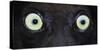 Close-up photo of black lemur (Eulemur macaco) eyes, Palmarium, Madagascar-Panoramic Images-Stretched Canvas