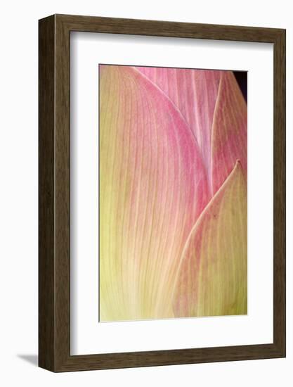 Close-Up Photo of the Lotus.-Love Silhouette-Framed Photographic Print