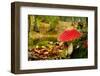 Close-Up Picture of a Amanita Poisonous Mushroom in Nature-iko-Framed Photographic Print