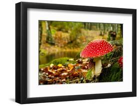 Close-Up Picture of a Amanita Poisonous Mushroom in Nature-iko-Framed Photographic Print