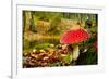 Close-Up Picture of a Amanita Poisonous Mushroom in Nature-iko-Framed Photographic Print