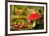 Close-Up Picture of a Amanita Poisonous Mushroom in Nature-iko-Framed Photographic Print