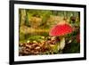 Close-Up Picture of a Amanita Poisonous Mushroom in Nature-iko-Framed Photographic Print