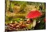 Close-Up Picture of a Amanita Poisonous Mushroom in Nature-iko-Mounted Photographic Print