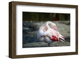 Close-Up Pink Flamingo Portrait. Wildlife Bird.-TextureWorld-Framed Photographic Print