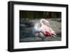 Close-Up Pink Flamingo Portrait. Wildlife Bird.-TextureWorld-Framed Photographic Print