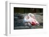 Close-Up Pink Flamingo Portrait. Wildlife Bird.-TextureWorld-Framed Photographic Print