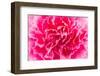 Close up Pink Flower Background-Stockforlife-Framed Photographic Print