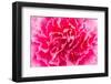 Close up Pink Flower Background-Stockforlife-Framed Photographic Print