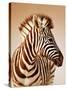 Close-Up Portrait of a Baby Zebra; Etosha; Equus Burchell's-Johan Swanepoel-Stretched Canvas