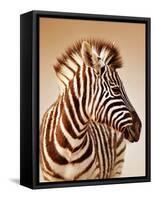 Close-Up Portrait of a Baby Zebra; Etosha; Equus Burchell's-Johan Swanepoel-Framed Stretched Canvas