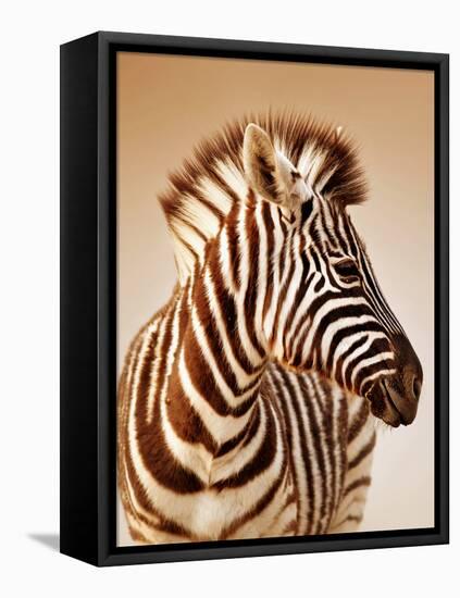 Close-Up Portrait of a Baby Zebra; Etosha; Equus Burchell's-Johan Swanepoel-Framed Stretched Canvas