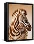 Close-Up Portrait of a Baby Zebra; Etosha; Equus Burchell's-Johan Swanepoel-Framed Stretched Canvas