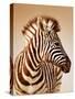 Close-Up Portrait of a Baby Zebra; Etosha; Equus Burchell's-Johan Swanepoel-Stretched Canvas