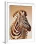 Close-Up Portrait of a Baby Zebra; Etosha; Equus Burchell's-Johan Swanepoel-Framed Photographic Print