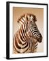 Close-Up Portrait of a Baby Zebra; Etosha; Equus Burchell's-Johan Swanepoel-Framed Photographic Print