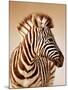 Close-Up Portrait of a Baby Zebra; Etosha; Equus Burchell's-Johan Swanepoel-Mounted Photographic Print