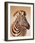 Close-Up Portrait of a Baby Zebra; Etosha; Equus Burchell's-Johan Swanepoel-Framed Photographic Print