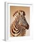 Close-Up Portrait of a Baby Zebra; Etosha; Equus Burchell's-Johan Swanepoel-Framed Photographic Print