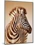 Close-Up Portrait of a Baby Zebra; Etosha; Equus Burchell's-Johan Swanepoel-Mounted Photographic Print