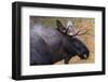 Close-up portrait of a captive Eurasian elk, Alces alces. Bavaria, Germany.-Sergio Pitamitz-Framed Photographic Print