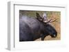 Close-up portrait of a captive Eurasian elk, Alces alces. Bavaria, Germany.-Sergio Pitamitz-Framed Photographic Print