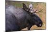 Close-up portrait of a captive Eurasian elk, Alces alces. Bavaria, Germany.-Sergio Pitamitz-Mounted Photographic Print