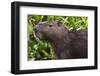 Close-up portrait of a capybara (Hydrochaeris hydrochaeris), Pantanal, Mato Grosso, Brazil, South A-Sergio Pitamitz-Framed Photographic Print