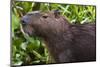 Close-up portrait of a capybara (Hydrochaeris hydrochaeris), Pantanal, Mato Grosso, Brazil, South A-Sergio Pitamitz-Mounted Photographic Print