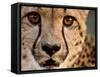 Close Up Portrait of a Cheetah.-Karine Aigner-Framed Stretched Canvas