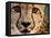 Close Up Portrait of a Cheetah.-Karine Aigner-Framed Stretched Canvas