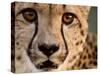 Close Up Portrait of a Cheetah.-Karine Aigner-Stretched Canvas