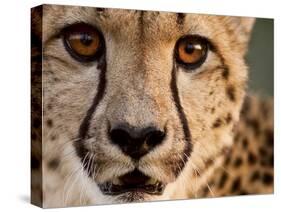 Close Up Portrait of a Cheetah.-Karine Aigner-Stretched Canvas