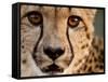 Close Up Portrait of a Cheetah.-Karine Aigner-Framed Stretched Canvas