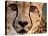Close Up Portrait of a Cheetah.-Karine Aigner-Stretched Canvas