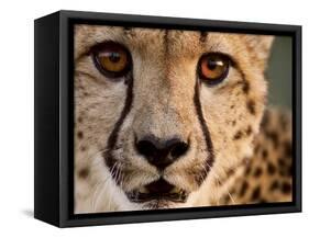 Close Up Portrait of a Cheetah.-Karine Aigner-Framed Stretched Canvas