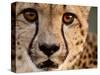 Close Up Portrait of a Cheetah.-Karine Aigner-Stretched Canvas