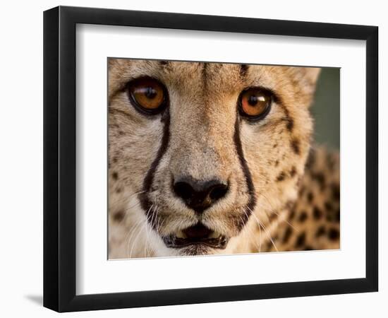 Close Up Portrait of a Cheetah.-Karine Aigner-Framed Premium Photographic Print