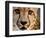 Close Up Portrait of a Cheetah.-Karine Aigner-Framed Premium Photographic Print