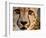 Close Up Portrait of a Cheetah.-Karine Aigner-Framed Premium Photographic Print