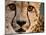 Close Up Portrait of a Cheetah.-Karine Aigner-Mounted Premium Photographic Print